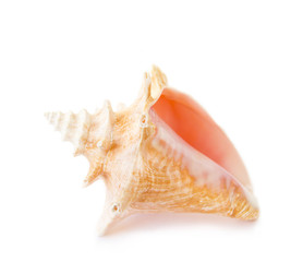 Beautiful sea shell on a white background