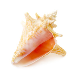 Beautiful sea shell on a white background