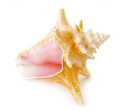 Beautiful sea shell on a white background