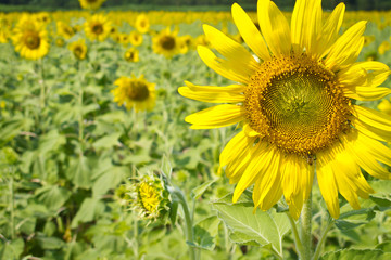 Yellow sunflower in the farm