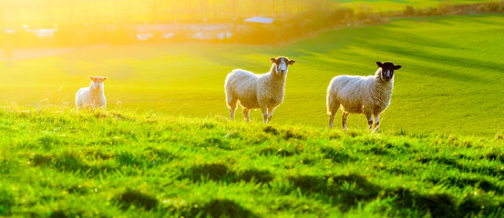 Sheep Grazing at Sunset