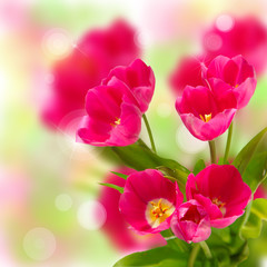 Beautiful tulips on a bokeh background