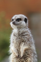 Fototapeta premium Meerkat