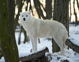 polar wolf