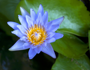 Lotus