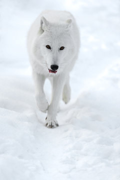 Fototapeta polar wolf