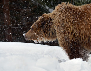 Obraz premium Brown bear