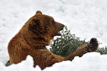 Foto op Aluminium Brown bear © kyslynskyy