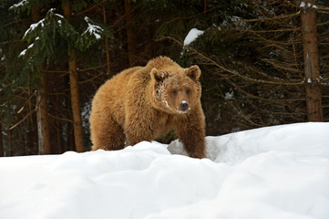 Obraz premium Brown bear