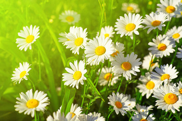 Obraz premium Daisy flower on green meadow