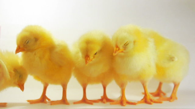 Five sleepy chickens