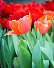 Orange tulip blossom with red tulip background