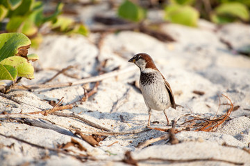 Small bird on sand