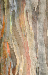 Rainbow eucalyptus tree bark © boonsom