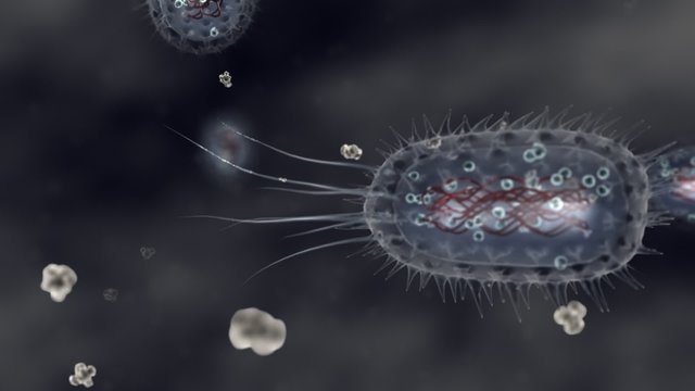 Bacterium