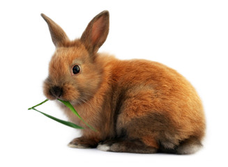 Isolated easter bunny eating grass