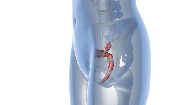 Uterus in 3D