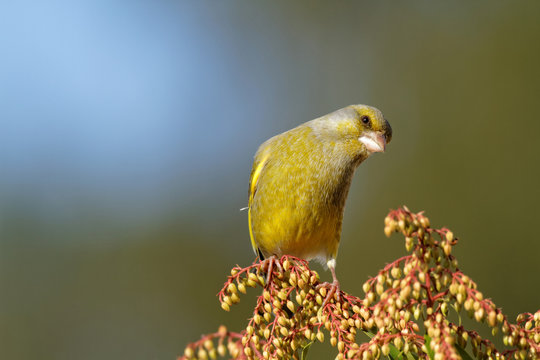 Carduelis chloris - Verdier d'Europe - European Greenfinch
