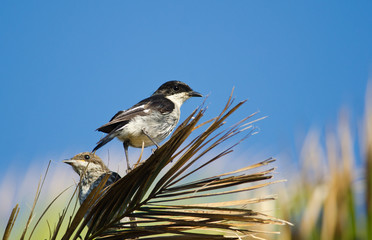 Pair of Fiscal Flycatchers in a palm
