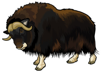 muskox