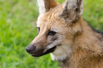 Portrait of maned wolf