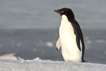 Adelie penguin standing on a slope and looking into the distance