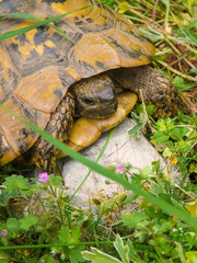 Turtle on a stone in the grass