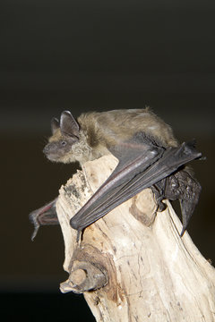 Bat sitting on a dry tree trunk in the night sky.