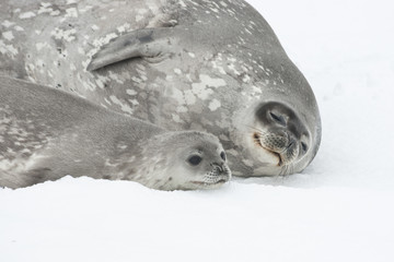 Female and baby Weddell seal lying on the ice of Antarctica.