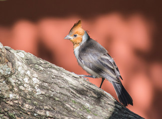 Red crested cardinal