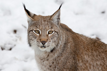 Luchs