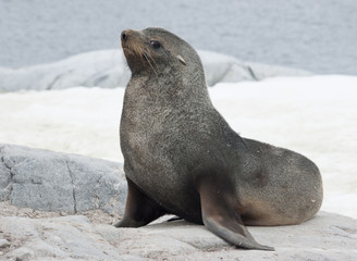 Male fur seal sitting on a rock on the coast.