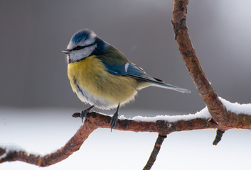 Obraz premium Blue tit