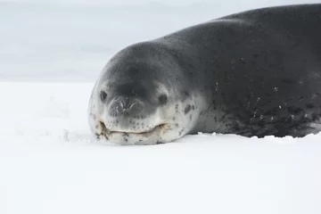 Foto op Canvas Portrait of a leopard seal lying on the ice in Antarctica. © Tarpan