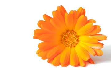 Beautiful orange daisy, isolated on white background