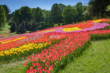 Field of tulips