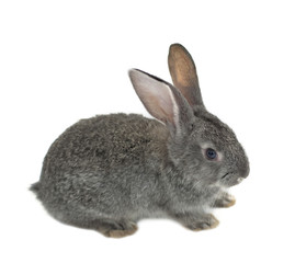 Obraz premium grey rabbit on a white background