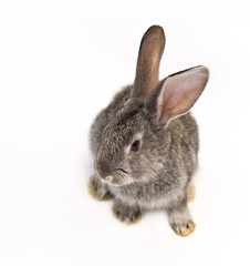 rabbits with long ears standing isolated on white