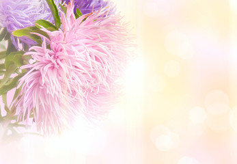 Fototapeta premium Aster flowers