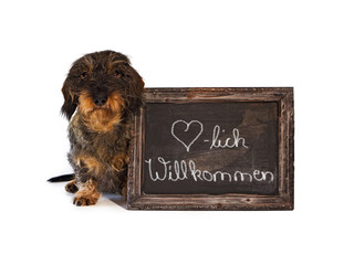 Dackel mit Tafel, Herzlich Willkommen