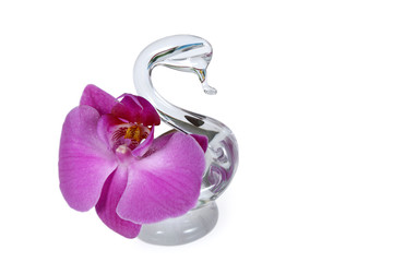 Szklany łabędź i storczyk na białym tle. © Stanisław Błachowicz