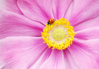 Marienkäfer auf Blume