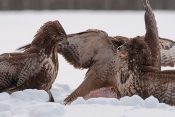 Buzzard fight