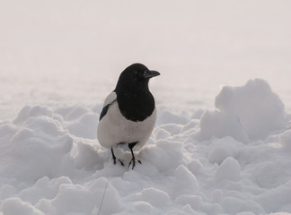 Magpie