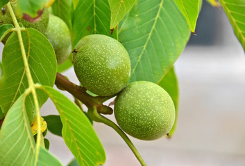Walnut tree (Juglans regia) branch with fruit