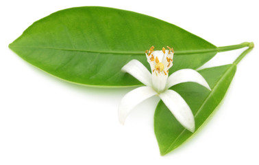 Orange flower with green leaves
