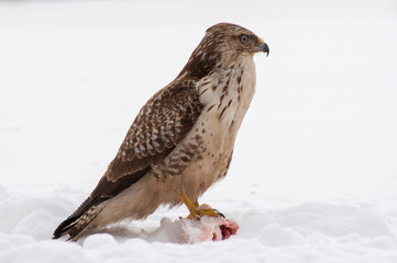 Buzzard