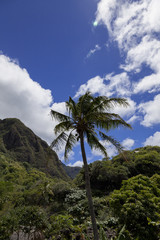 Fototapeta na wymiar lush volcanic mountains, single palm tree in foreground