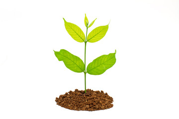 Seedling green plant on a white background