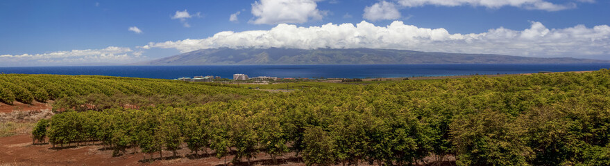Panorama of Coffee plantation